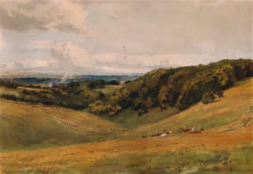 Arundel Park, with Deer