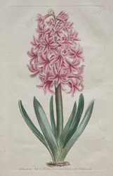 The Botanical Magazine or Flower Garden Displayed: Garden Hyacinth