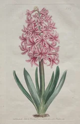 The Botanical Magazine or Flower Garden Displayed: Garden Hyacinth