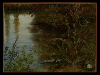 Study of Water and Plants