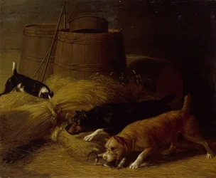Rats amongst the Barley Sheaves