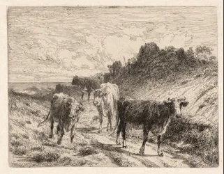 Cows