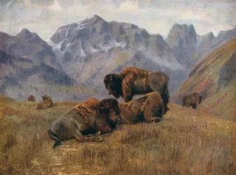 Buffalo in Summer-time, on Bow Range, near Banff