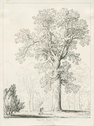 Blithfield - King Oak