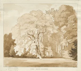 Ingestre - a study of trees