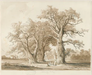 Teddesley Hall - Oak Trees