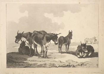 A Group of Five Donkeys, Three Standing, Two Lying