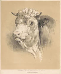 A Cow, No. 27