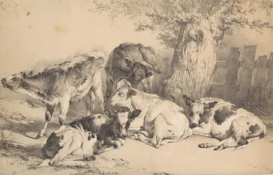 Cattle