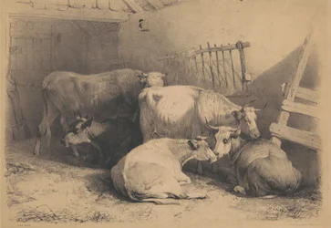 Cow Shed