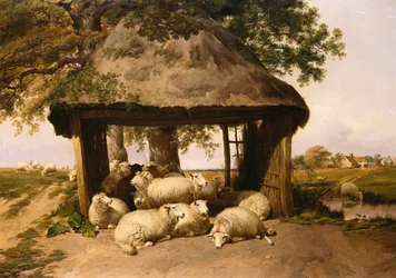 Sheep Resting Under a Shelter