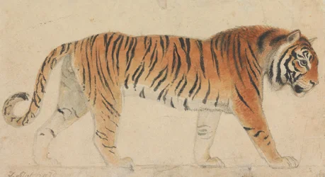 A Tiger, Full-Length, in Profile, Walking Towards Right