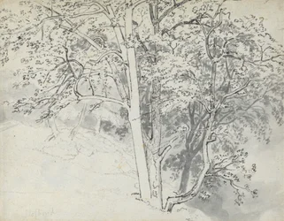 Study of Trees
