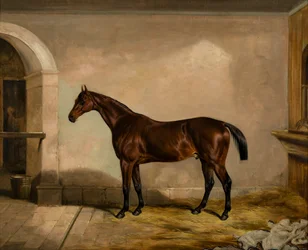 Teddy the Tiler: A Horse