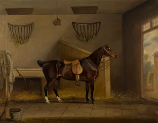 A Saddled Bay Hunter in a Stable