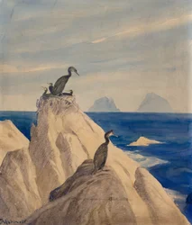 Northern Gannets