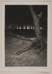 Forest Interior. Evening