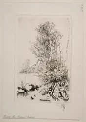 Trees by a Brook
