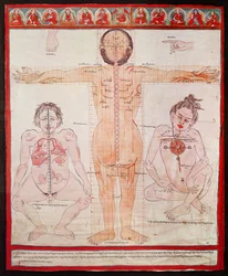 Anatomical Chart, 1938