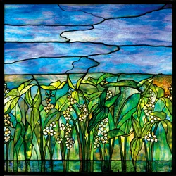 Arrowroot