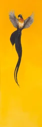 Soar; Yellow