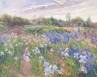 Sunsparkle on Irises