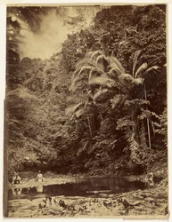 Jungle Scene with Palm Trees and Other Thick Foliage, Darién Expedition, Isthmus of Panama