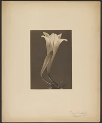 No. 1
