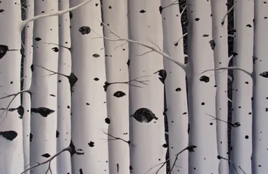 Birch Trees