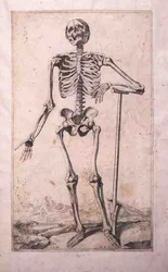 Anatomical study