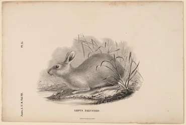 Marsh Hare