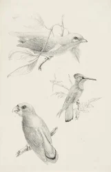Three Birds