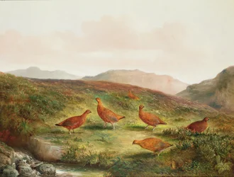 Grouse in a Moorland Landscape