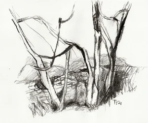 Bare Forest Sketch
