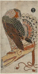 Sparrowhawk