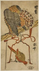Sparrowhawk and Macaw