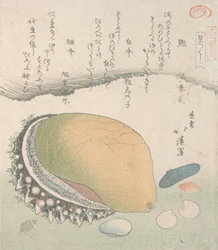 Awabi Ear-Shell and Various Shells
