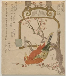 Red Parakeet