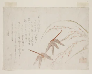 Dragonflies