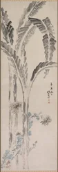Banana Plant and Chrysanthemum