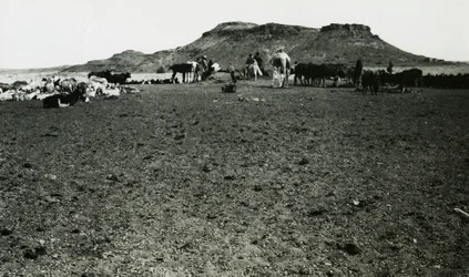 View of Archaeological Area of Naqa, with Dromedaries and Cattle, Sudan