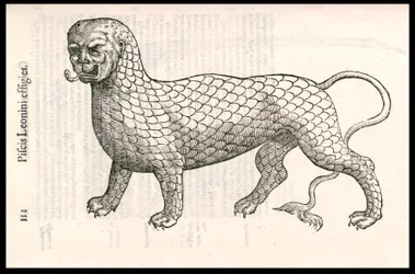 Monster Creature: a lion covered with fish scales. Engraving by Ulisse Aldrovandi, 