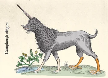 Representation of a camphurch, monster of the Molucca Islands Engraving by Ulisse Aldrovandi, Monstrorum Historiae, Bologna 1642