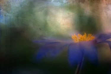 Dreamy Blue Flower