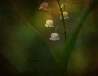 Dreamy Lily of the Valley