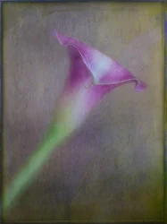 Dreamy Purple Calla Lily