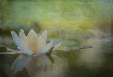 Serene Water Lily