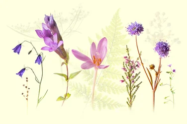 Spring Wildflowers Medley
