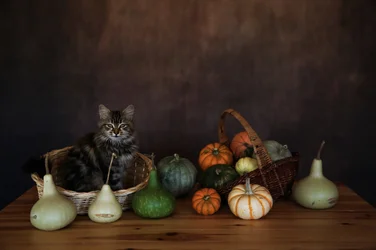 Cozy Cat Harvest Display