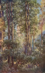 A Bush Valley in New South Wales